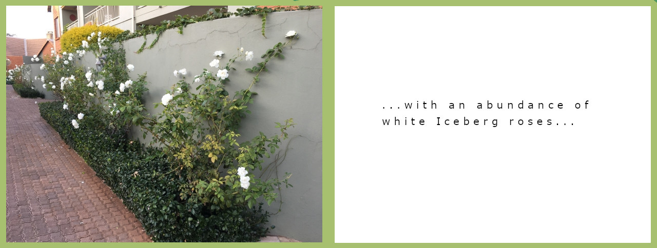 A street lined with iceberg roses